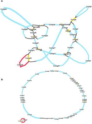 Comprehensive analysis of the mitochondrial genome of Rehmannia glutinosa: insights into repeat-mediated recombinations and RNA editing-induced stop codon acquisition